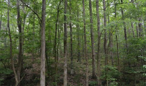Wooded area