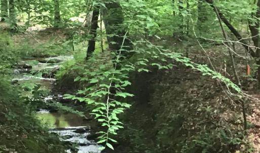 Stream on the border of the property