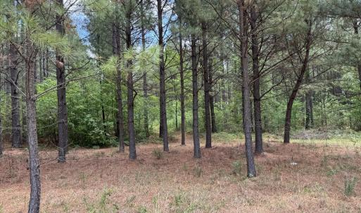 18.5 ac - Sherron Rd. - Established Tree