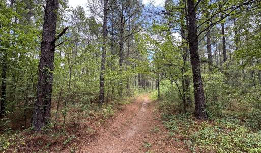 18.5 ac - Sherron Rd. - Pine Plantation