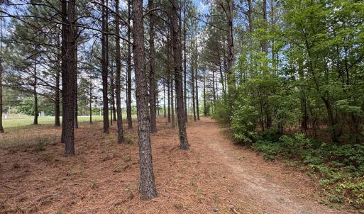 18.5 acres Sherron Rd. - Pines