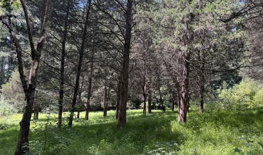 4.04 acres Hwy 70 - grove of cedar trees