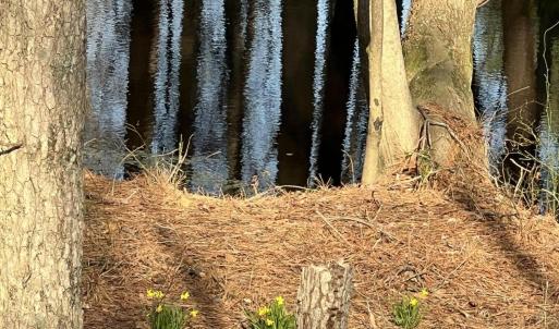 Photo #8 of 586 Shade Tree, Benson, NC 4.5 acres
