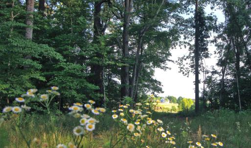 Photo #14 of 6810 Sawyer, Liberty, NC 11.4 acres