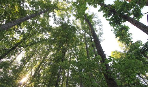 Photo #17 of 6810 Sawyer, Liberty, NC 11.4 acres