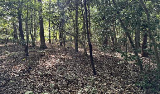 Wooded Interior