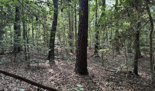 Mature Timber and Woodland