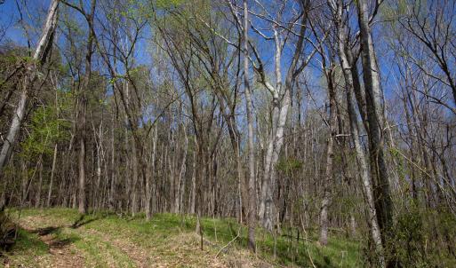 Doll Branch Road 15