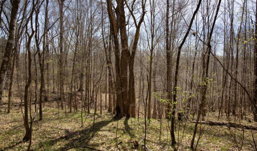 Doll Branch Road 14