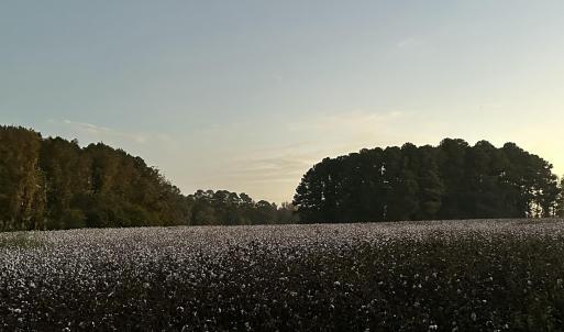 COTTON PLANTED BY FARMER