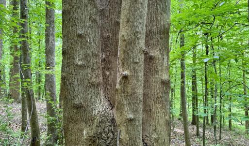 1025 Dairyland Rd. - 4 poplars growing f