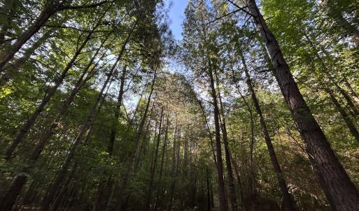 Photo #7 of Beaver Dam, Creedmoor, NC 19.6 acres