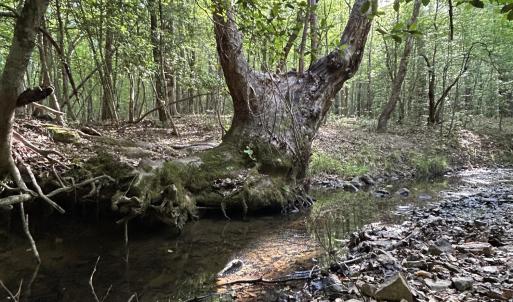 Photo #1 of Beaver Dam, Creedmoor, NC 19.6 acres