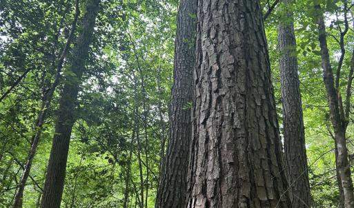 Photo #10 of Beaver Dam, Creedmoor, NC 19.6 acres