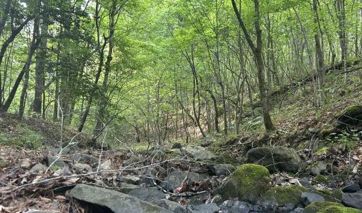 Photo #3 of Beaver Dam, Creedmoor, NC 19.6 acres