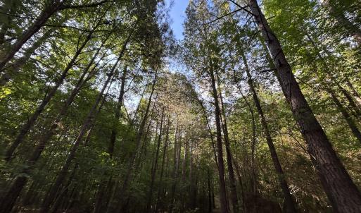 Photo #7 of Beaver Dam, Creedmoor, NC 19.6 acres