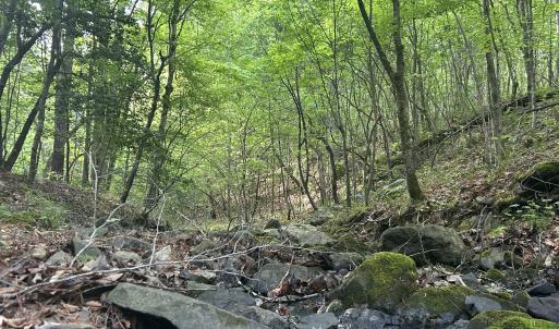 Photo #3 of Beaver Dam, Creedmoor, NC 19.6 acres