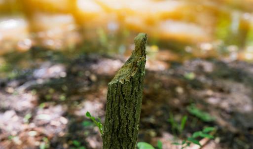 beaver chew