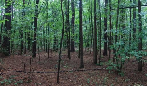 Woodland