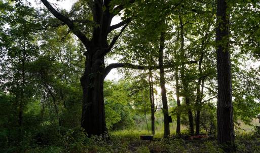 11 Paras 19.3 Acres Bunnlevel Erwin Rd
