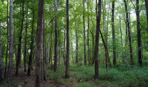 18 Paras 19.3 Acres Bunnlevel Erwin Rd