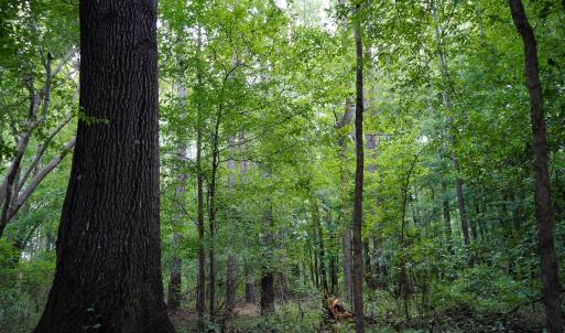 19 Paras 19.3 Acres Bunnlevel Erwin Rd