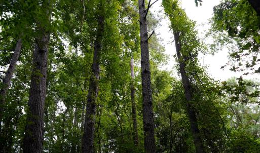 20 Paras 19.3 Acres Bunnlevel Erwin Rd