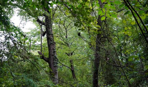 21 Paras 19.3 Acres Bunnlevel Erwin Rd