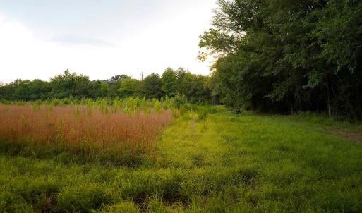 31 Paras 19.3 Acres Bunnlevel Erwin Rd