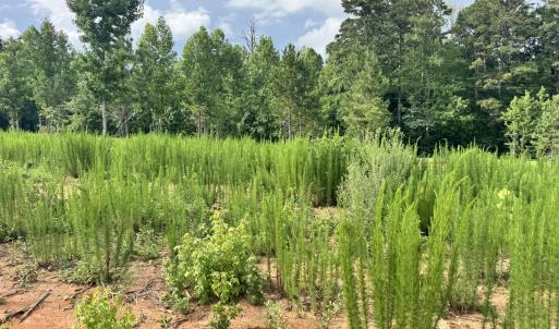 Photo #14 of 2 Gray, Timberlake, NC 10.8 acres
