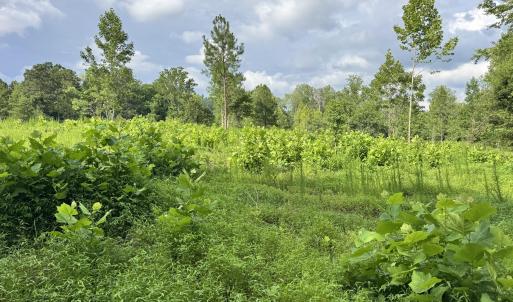 Photo #17 of 2 Gray, Timberlake, NC 10.8 acres