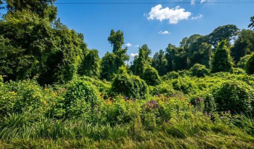 Photo #8 of 8438 Charlie Stovall, Oxford, NC 12.0 acres