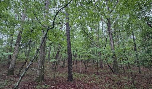 IMG_4270_MLS