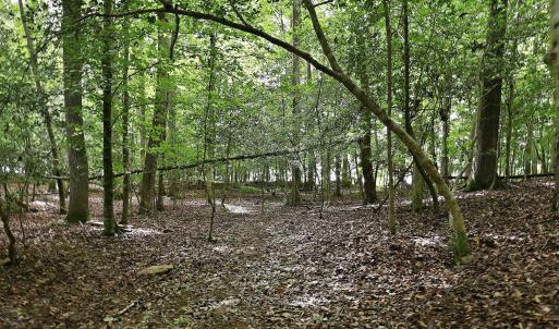 Photo #7 of 618 Bowen, Rougemont, NC 14.9 acres