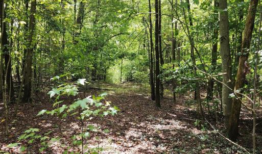 MillCreek-pic2