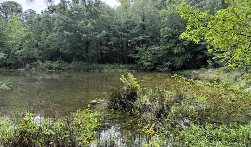 Pond West Side