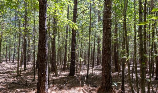 Photo #10 of 3132 Walters, Creedmoor, NC 11.4 acres
