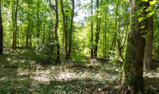 Photo #12 of 3132 Walters, Creedmoor, NC 11.4 acres