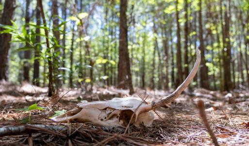 Photo #9 of 3132 Walters, Creedmoor, NC 11.4 acres