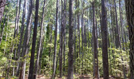 Photo #11 of 3132 Walters, Creedmoor, NC 11.4 acres