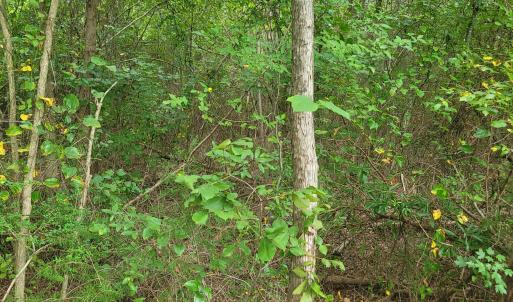 Photo #18 of Highway 49, Mebane, NC 8.2 acres
