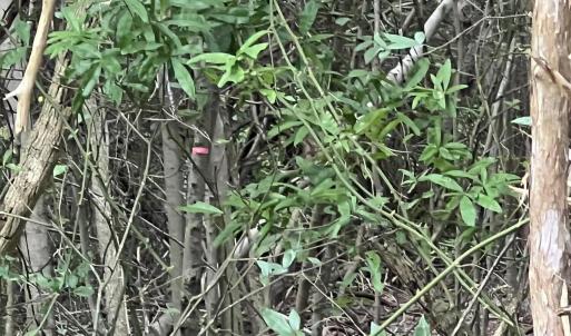 Photo #5 of Highway 49, Mebane, NC 8.2 acres
