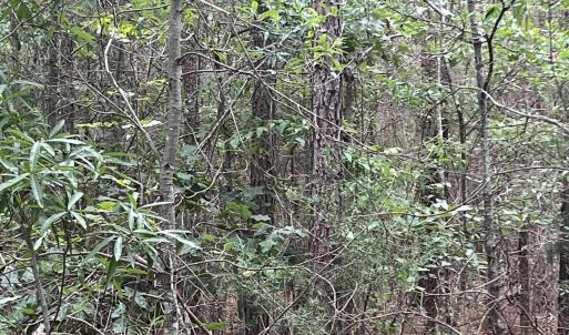 Photo #10 of Highway 49, Mebane, NC 8.2 acres