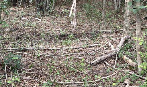 Photo #13 of Highway 49, Mebane, NC 8.2 acres