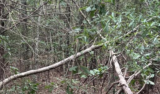 Photo #12 of Highway 49, Mebane, NC 8.2 acres
