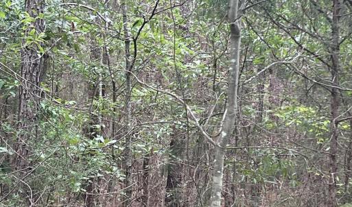 Photo #11 of Highway 49, Mebane, NC 8.2 acres
