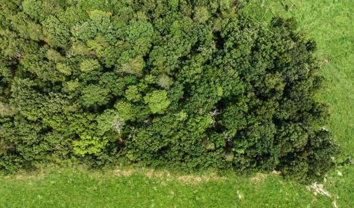 Photo #65 of 147 Carl Johnson, Snow Camp, NC 25.6 acres