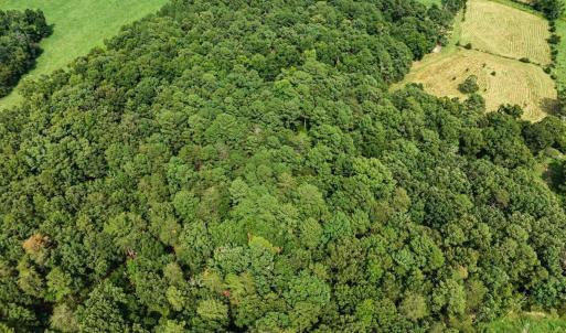 Photo #66 of 147 Carl Johnson, Snow Camp, NC 25.6 acres