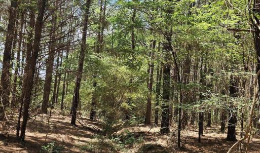 Photo #3 of 850 Clarence Phillips, Bennett, NC 18.6 acres