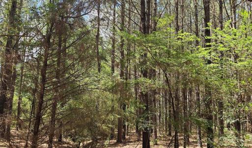 Photo #5 of 850 Clarence Phillips, Bennett, NC 18.6 acres